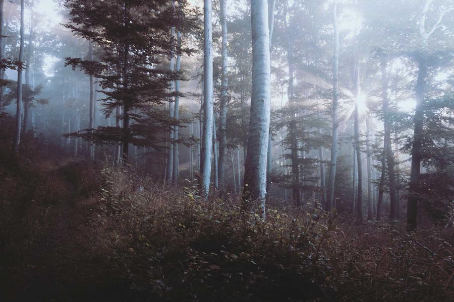 Fog over the walking path